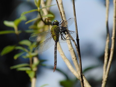 Anax concolor