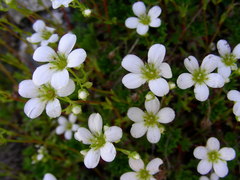 Saxifraga babiana