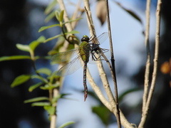 Anax concolor