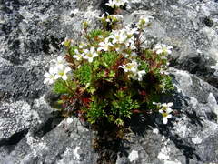 Saxifraga babiana