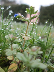 Veronica triphyllos