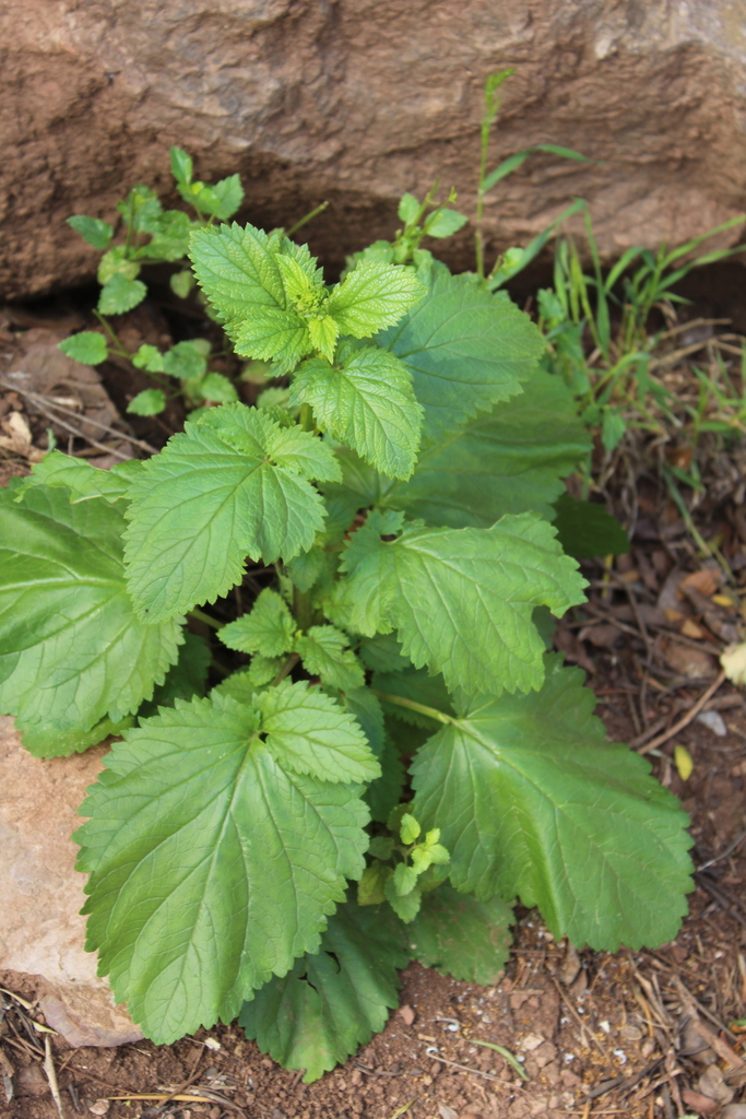 Scrophularia laevigata