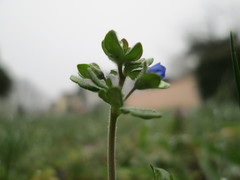 Veronica triphyllos
