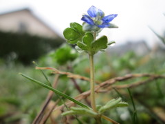 Veronica triphyllos