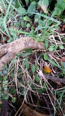 Leptinella squalida squalida