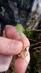 Leptinella squalida squalida