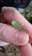 Leptinella squalida squalida