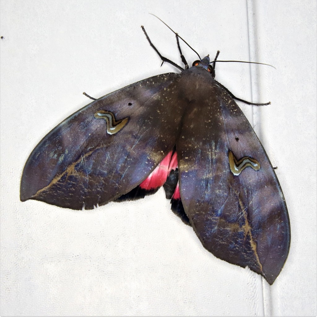 Phyllodes consobrina