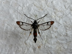 Synanthedon formicaeformis