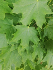 Acer platanoides