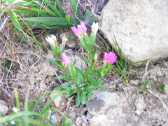 Centaurium somedanum