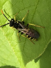 Nomada succincta
