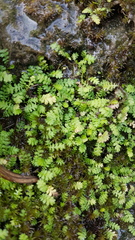 Leptinella tenella