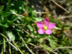 Centaurium somedanum