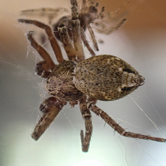 Philodromus aureolus