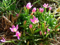 Centaurium somedanum