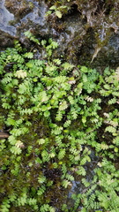 Leptinella tenella
