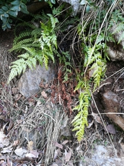 Asplenium onopteris