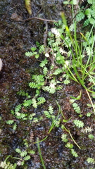 Leptinella tenella