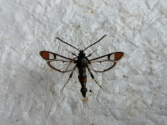 Synanthedon formicaeformis