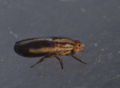 Peplomyza discoidea
