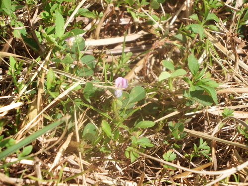 Image of Grona heterophylla by (c) 高山田鼠, some rights reserved (CC BY)