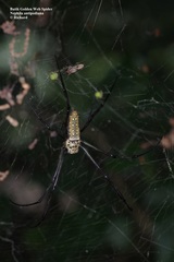 Trichonephila antipodiana
