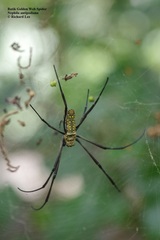 Trichonephila antipodiana
