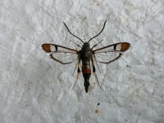 Synanthedon formicaeformis