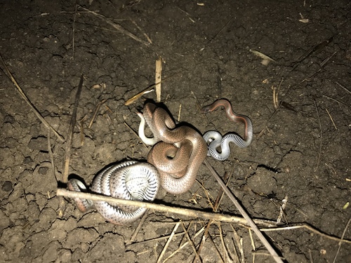 iNaturalist observation photo of Common Sharp-tailed Snake