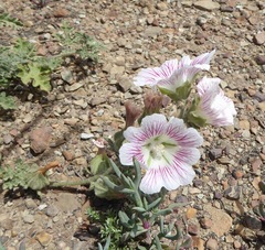 Anisodontea