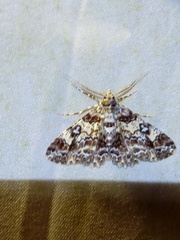 Cleora alienaria
