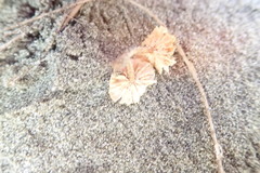 Paramarasmius mesosporus