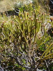 Veronica lycopodioides