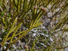 Veronica lycopodioides