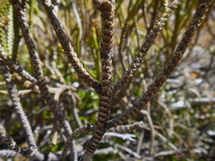 Veronica lycopodioides