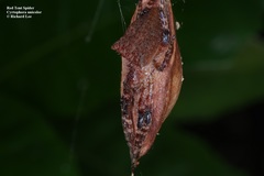 Cyrtophora unicolor