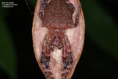 Cyrtophora unicolor