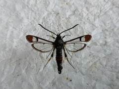 Synanthedon formicaeformis