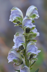 Aconitum rotundifolium