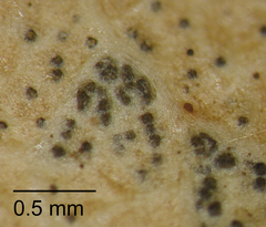 Mycosphaerella cunninghamii