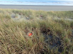 Paramarasmius mesosporus
