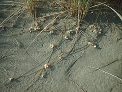 Paramarasmius mesosporus
