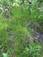 Carex jankowskii