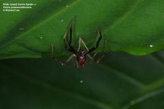 Viciria pavesii