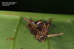 Viciria pavesii