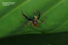 Viciria pavesii