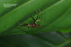 Viciria pavesii