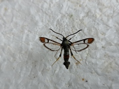 Synanthedon formicaeformis