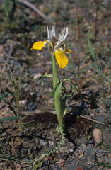 Moraea flava